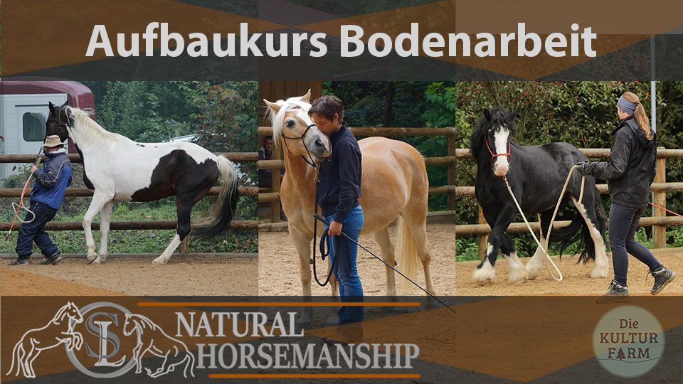 Aufbaukurs Bodenarbeit SL Natural Horsemanship