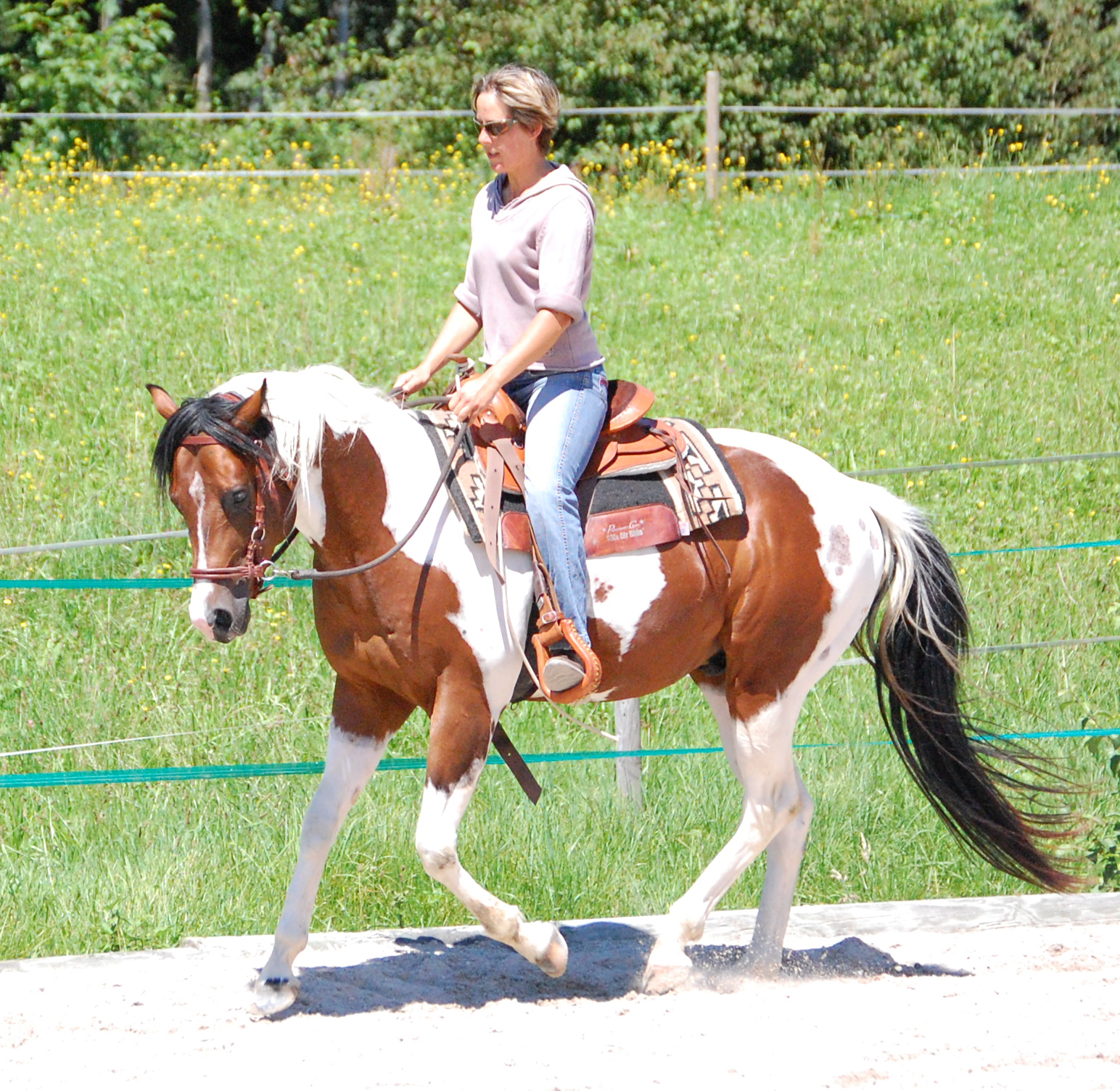 Beritt Painthorsehengst Painthorse Hengst in Ausbildung beim Reiten mit Sabine Löffler